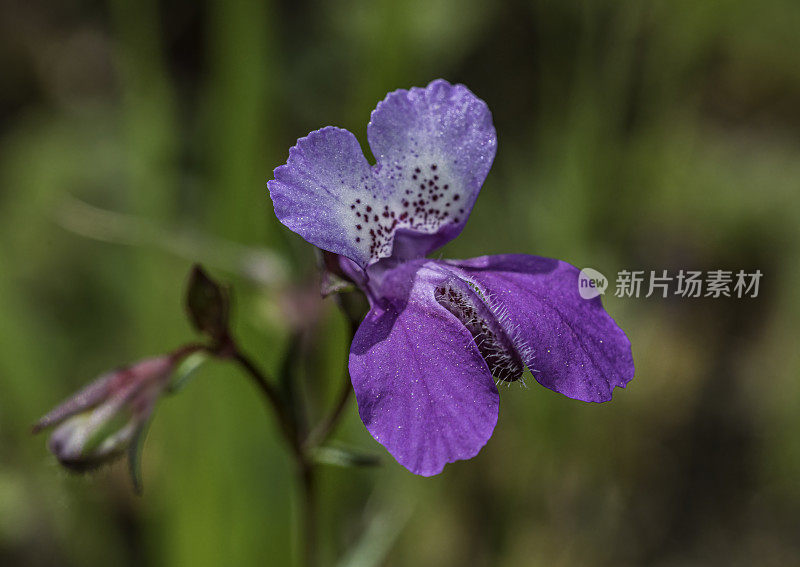 Collinsia sparsiflora变种sparsiflora是车前草科(Plantaginaceae)的开花植物，俗称spinster’s blue-eyed Mary和少花Collinsia，生长在Pepperwood自然保护区(Pepperwood Nature Preserve)的蛇形岩石地区;圣罗莎;Sonom